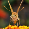 Perletovec cerveny 5543